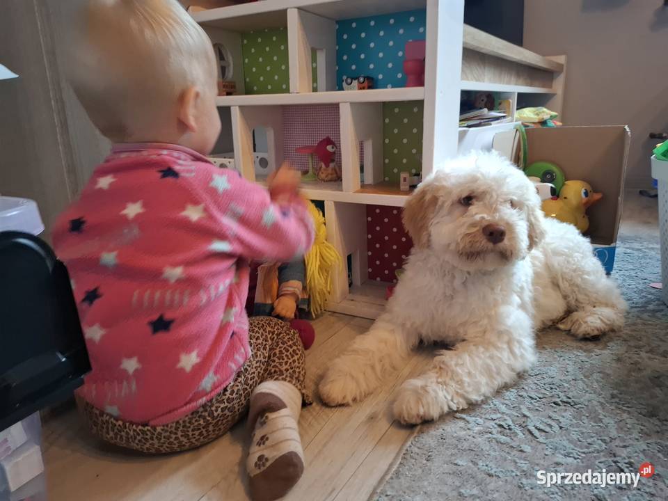 Szczenięta rasy lagotto romagnolo pieski zkwp Makówiec