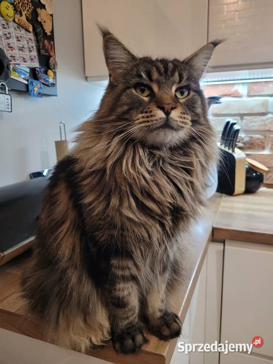 Kotek main coon z rodowodem Zabrze sprzedam
