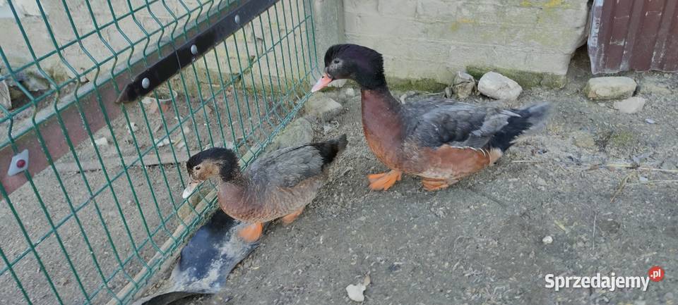 Sprzedam laczki z 25 roku Drób i ptactwo Sobieska Wola Druga