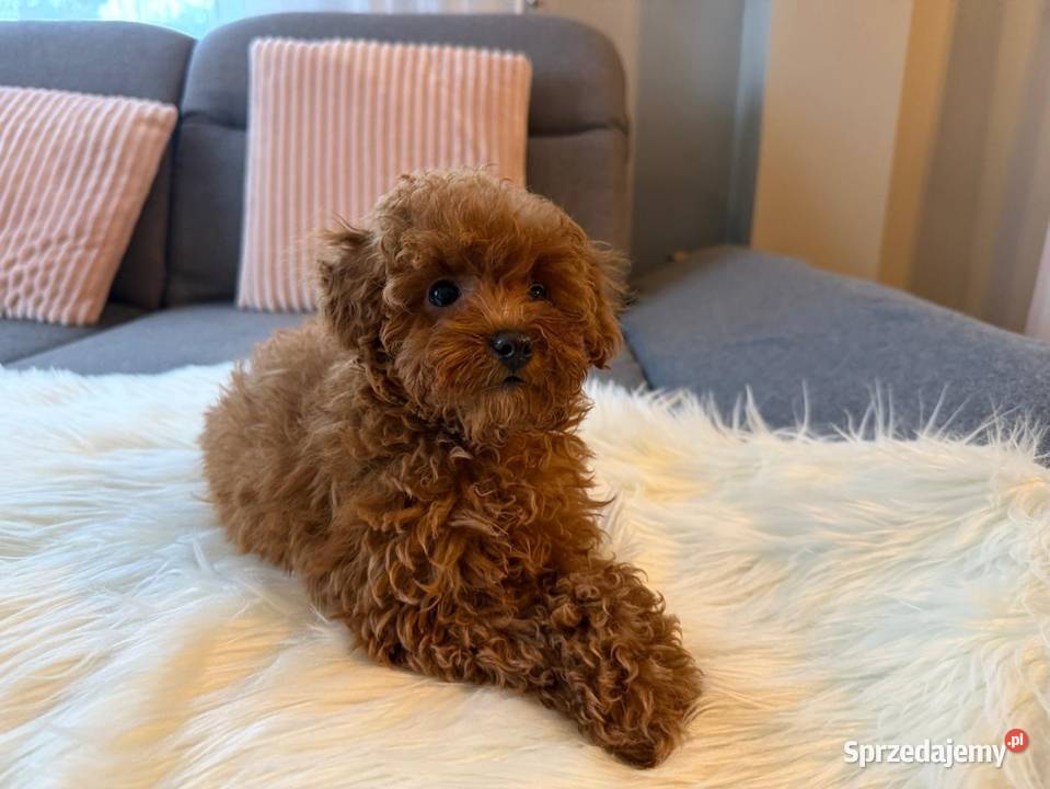 Pudelek Toy Piesek Warszawa