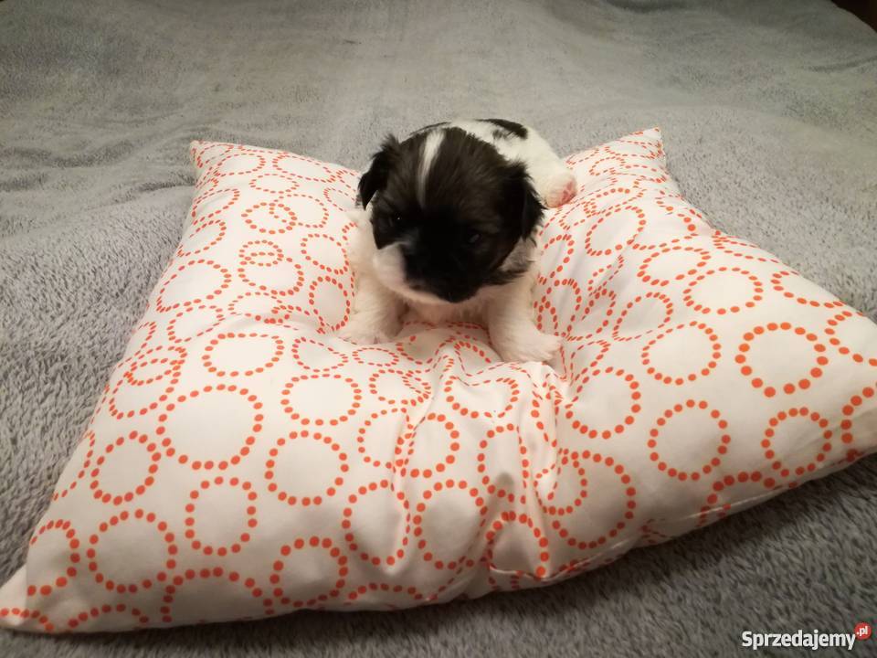 piękne szczeniaki Shih tzu Świecie sprzedam