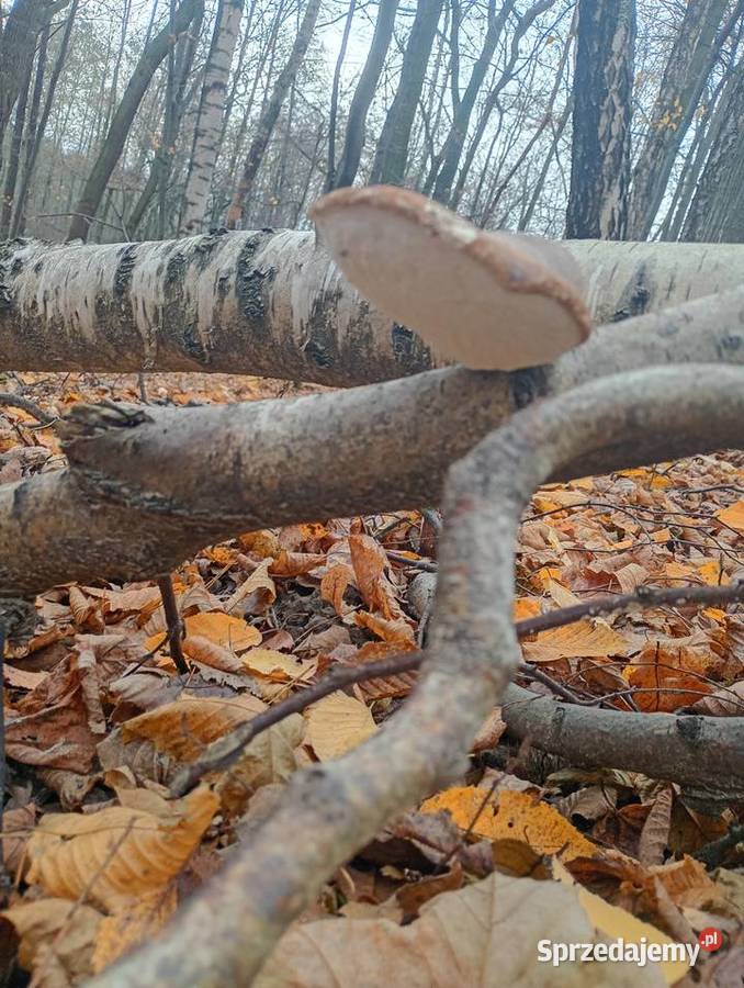Białoporek brzozowypniarek brzozowy Gorzyczki