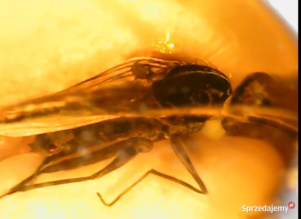 4mm owad w bursztynie dobra widoczność śląskie Suszec