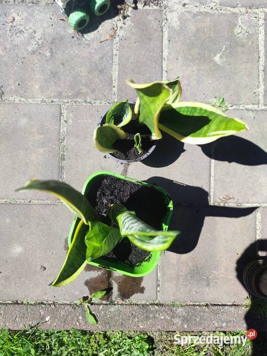 Sanseveria Języki teściowej Mysłowice