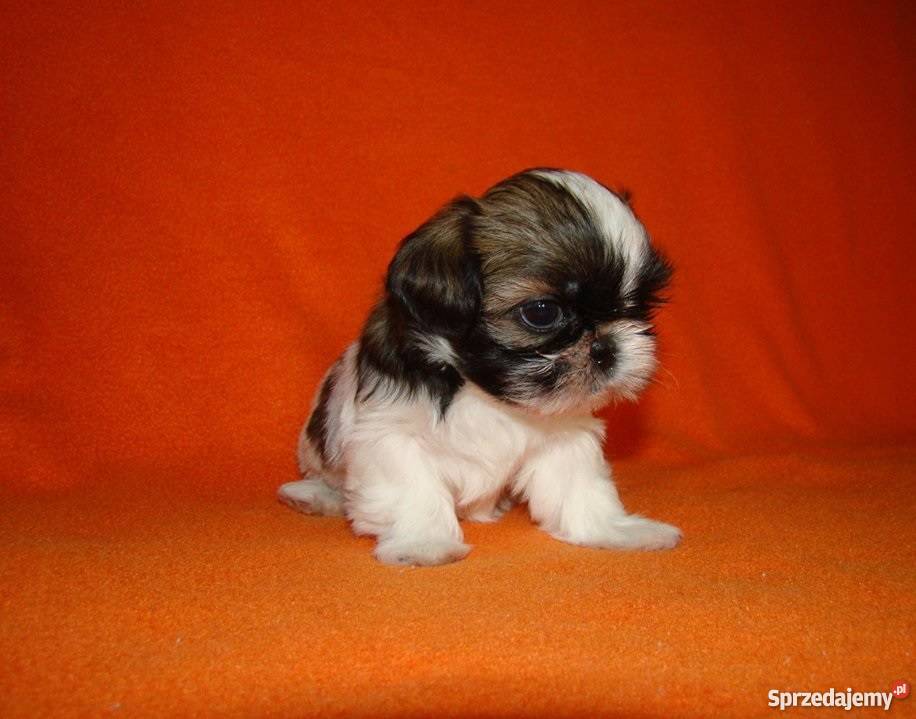 Shih Tzu Cudowny Piesek Maleńkich Rodzicach