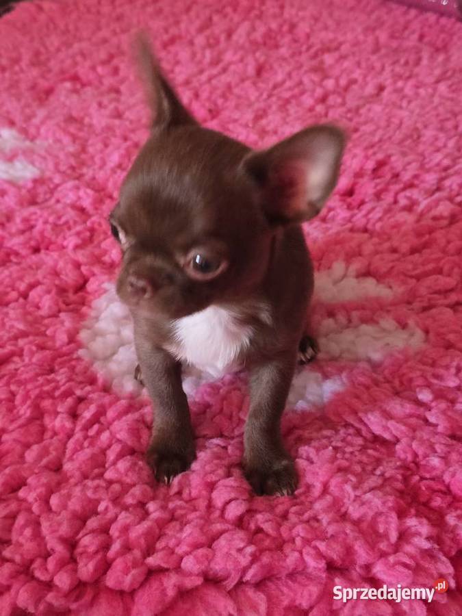 Chihuahua Czekoladowy Dexter Bielsko-Biała
