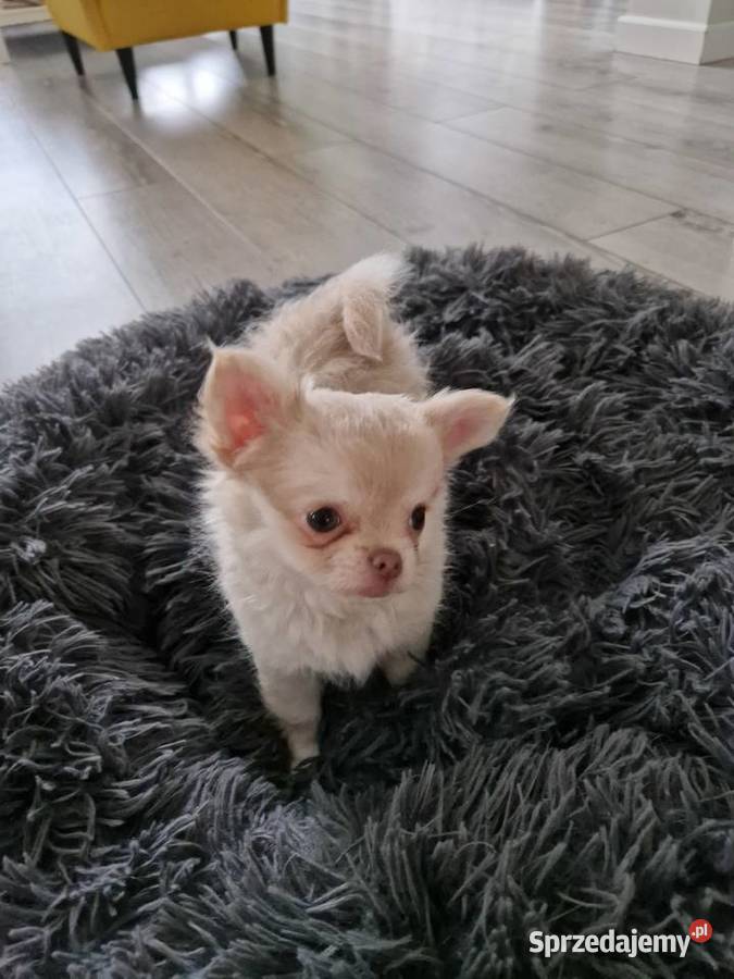 Liliowy długowłosy szczeniak rasy chihuahua sprzedam