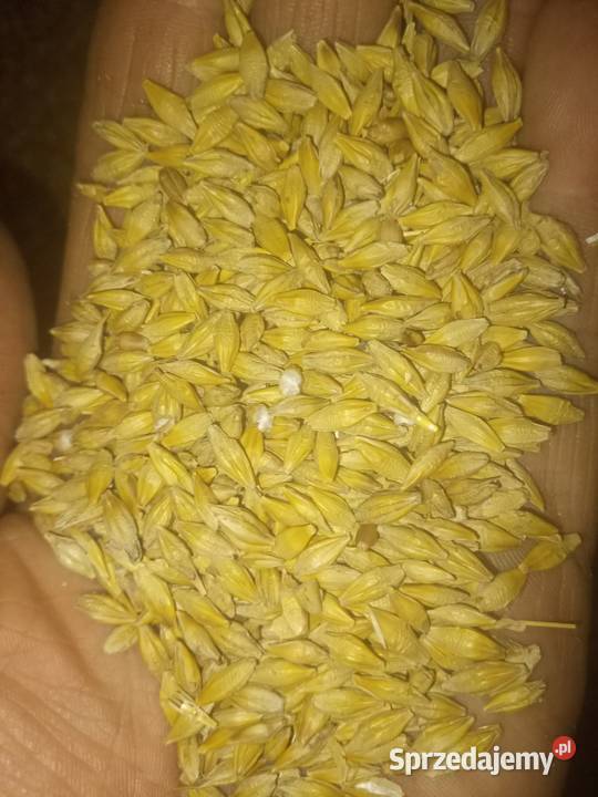 jeczmień jary Radek Leśnica