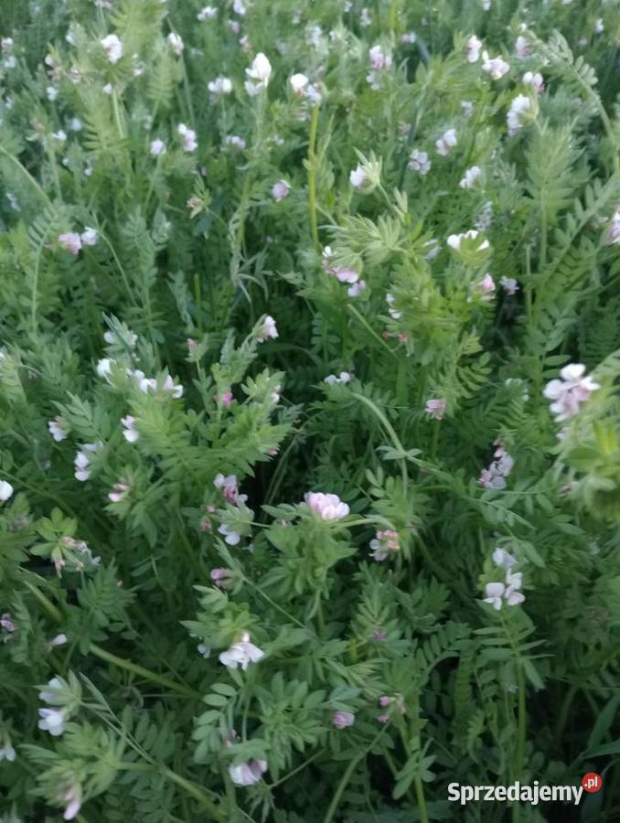 Seradela ekologiczna z certyfikatem Ekogwarancja łódzkie