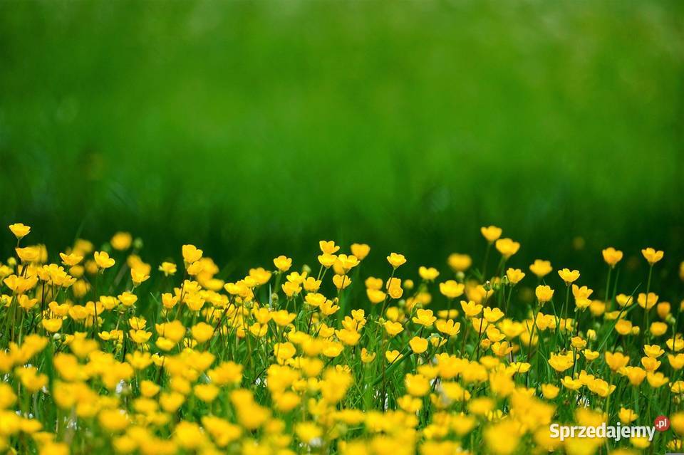 Inwentaryzacja przyrodnicza raport środowiskowy Wrocław