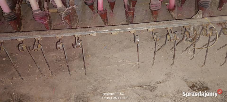 siewnik Poznaniak Giełczew