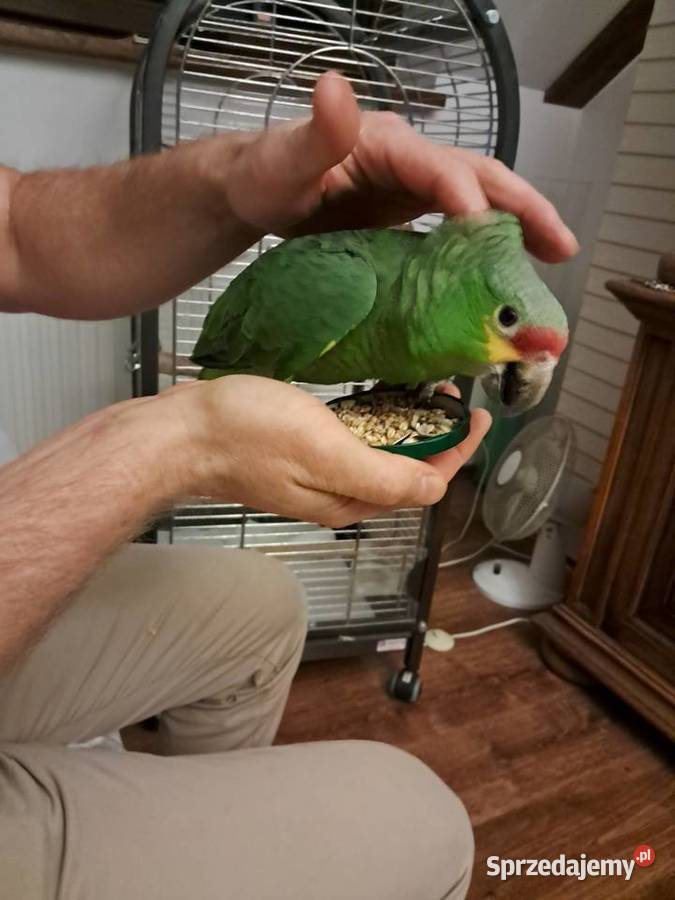 Papuga amazonka Ptaki Bysław