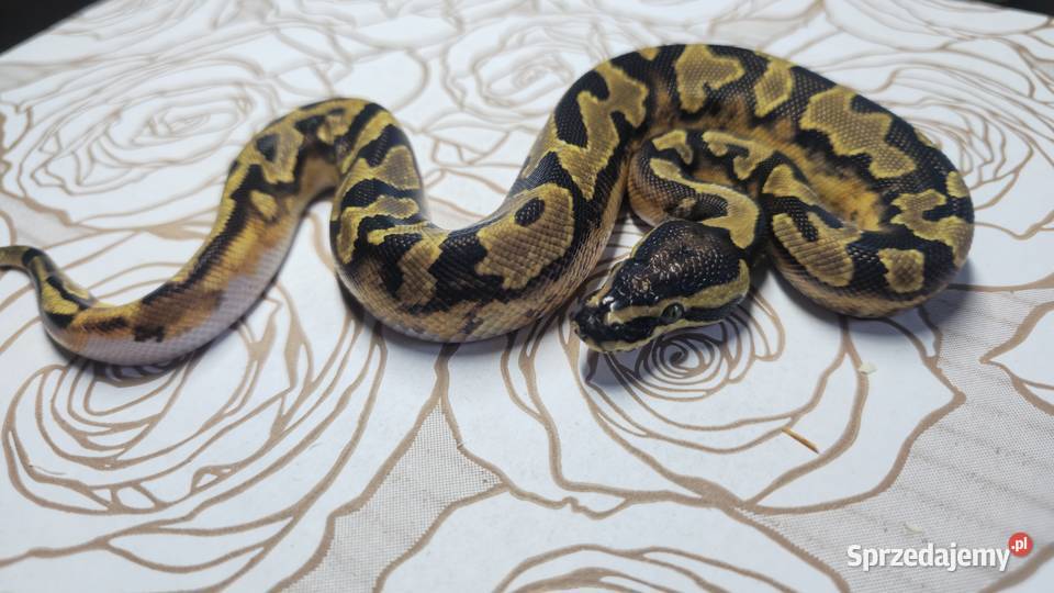 Wąż pyton królewski python regius samiec Gady i płazy dolnośląskie Wrocław