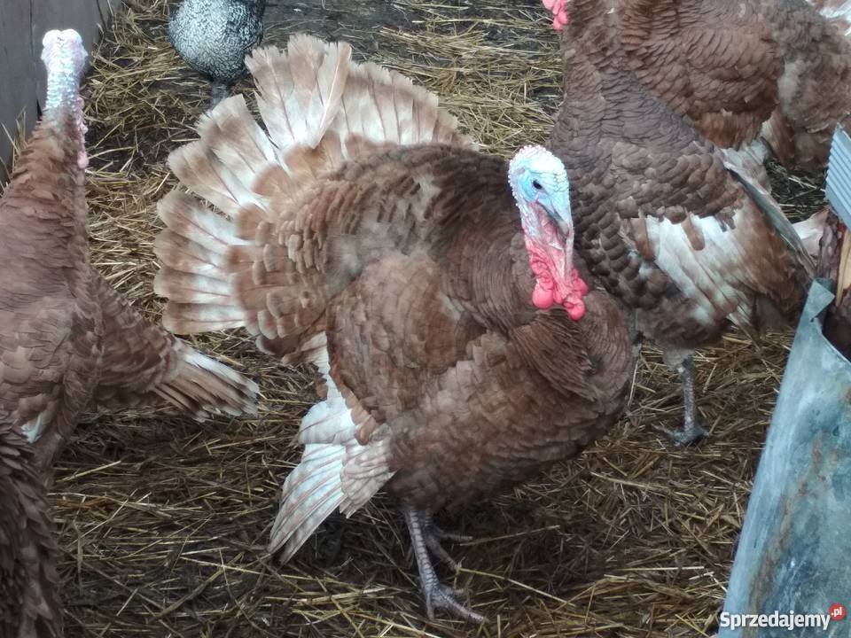 Indory czerwone Radoszyce sprzedam