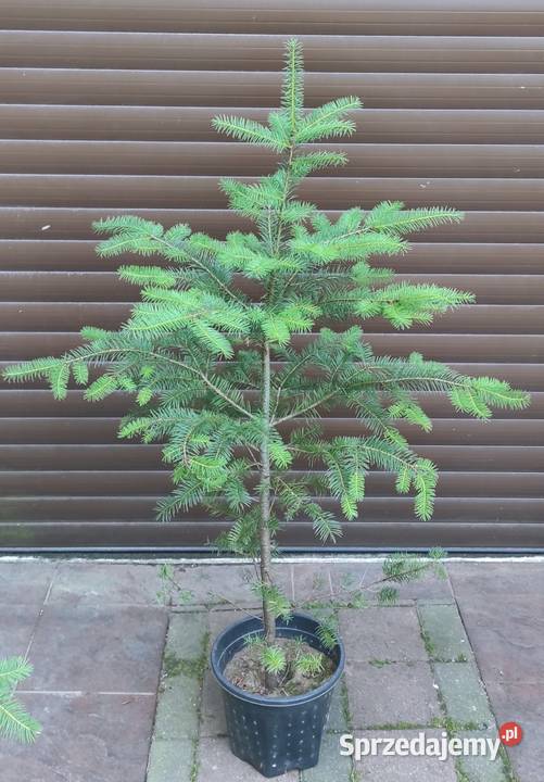 Daglezje w donicy 150 200 sprzedam