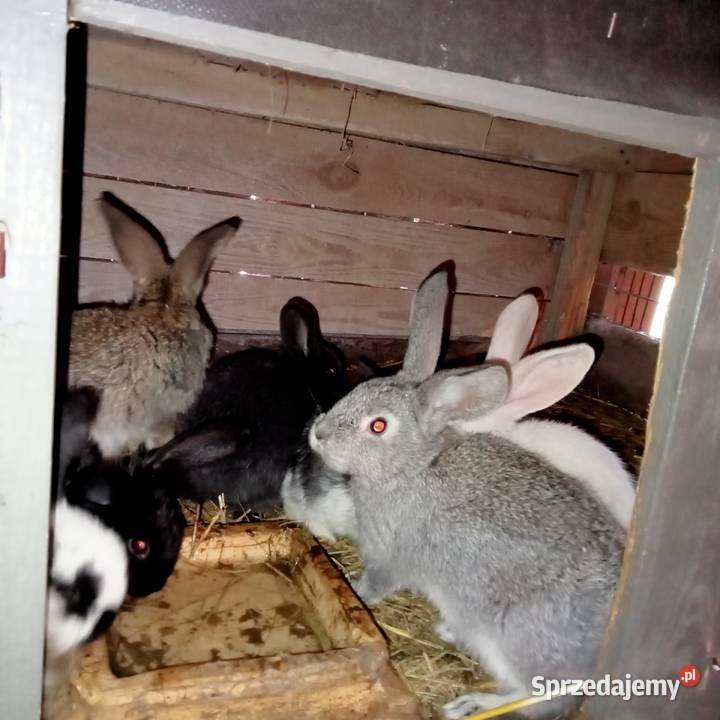 Sprzedam króliki w różnym wieku Trzepnica