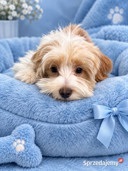 Odchowany dwukolorowy Maltipoo Maltańczyk Pudel Maltańczyk mazowieckie Warszawa