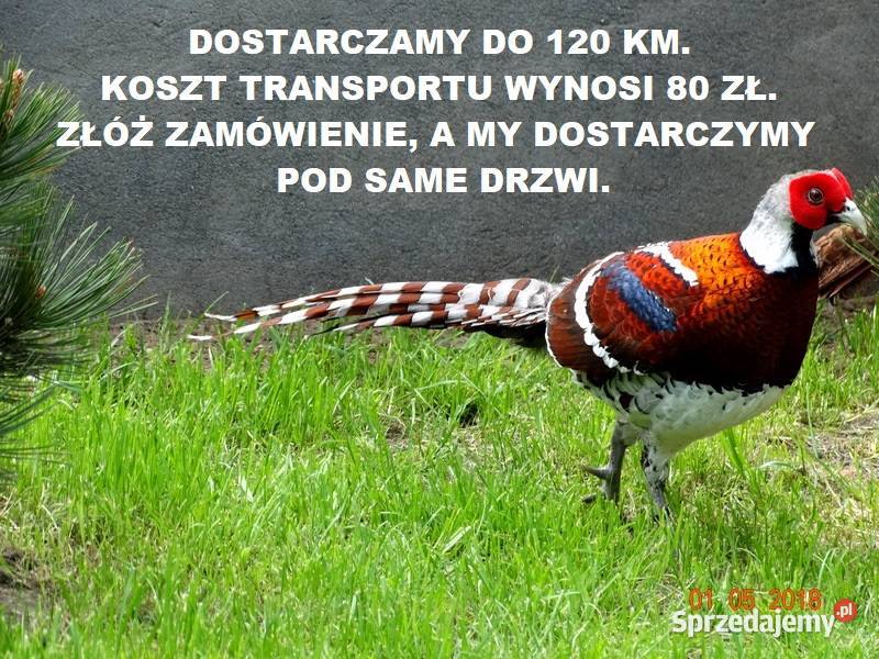 Sprzedam Bażanty Kasztanowe Elioty Bażant z 2025 Gostyń