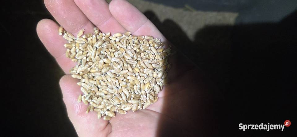 Sprzedam pszenice wiosena Wichrów