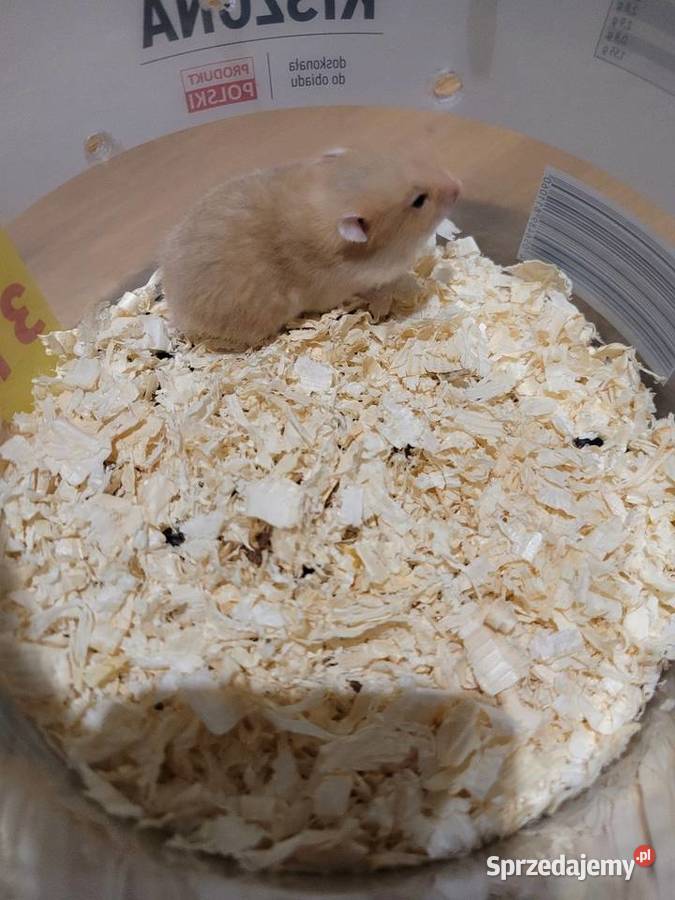 Chomiki syryjskie 4 tygodniowe