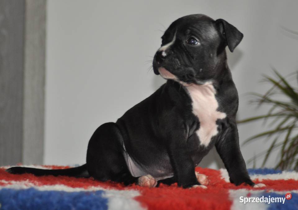 Amstaff zkwp FCI przepiękna suczka Amstaff Koziegłowy