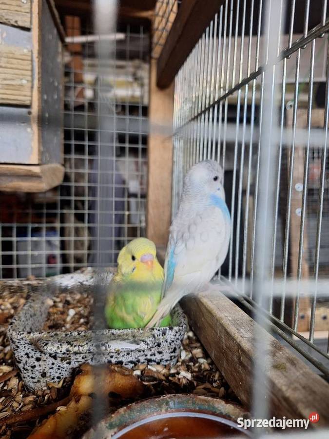 Papużki faliste z lutego tego roku