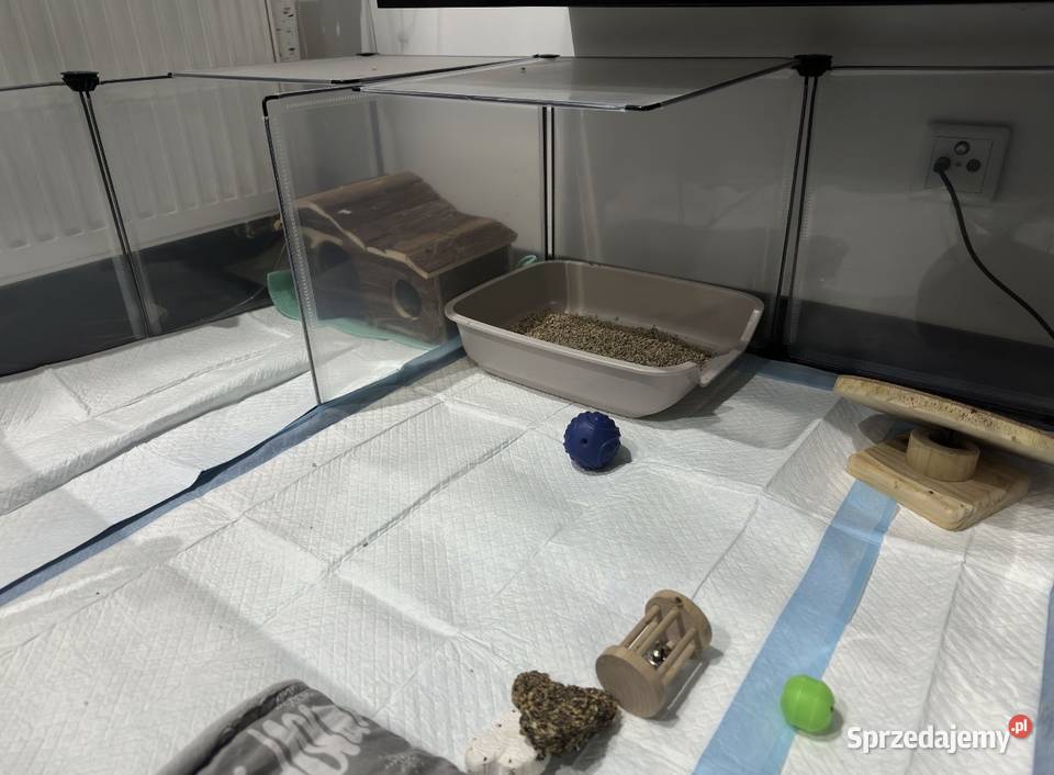 Jeż Pigmejski Białystok