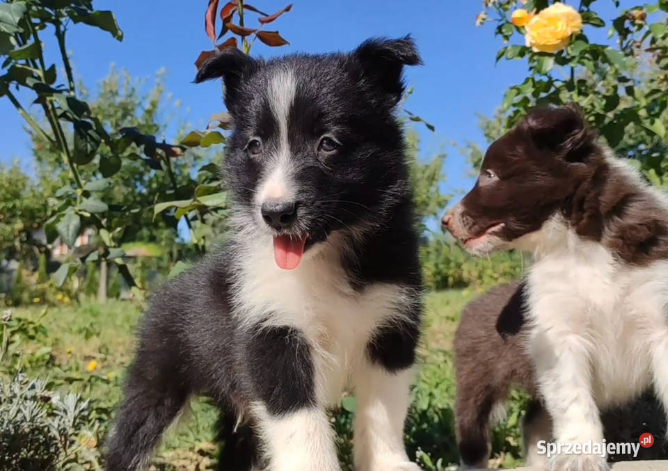 Wspaniały Pies FABIO BORDER COLLIE z pełną dok podkarpackie Iwonicz