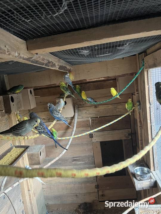 Papugi Stobno Siódme