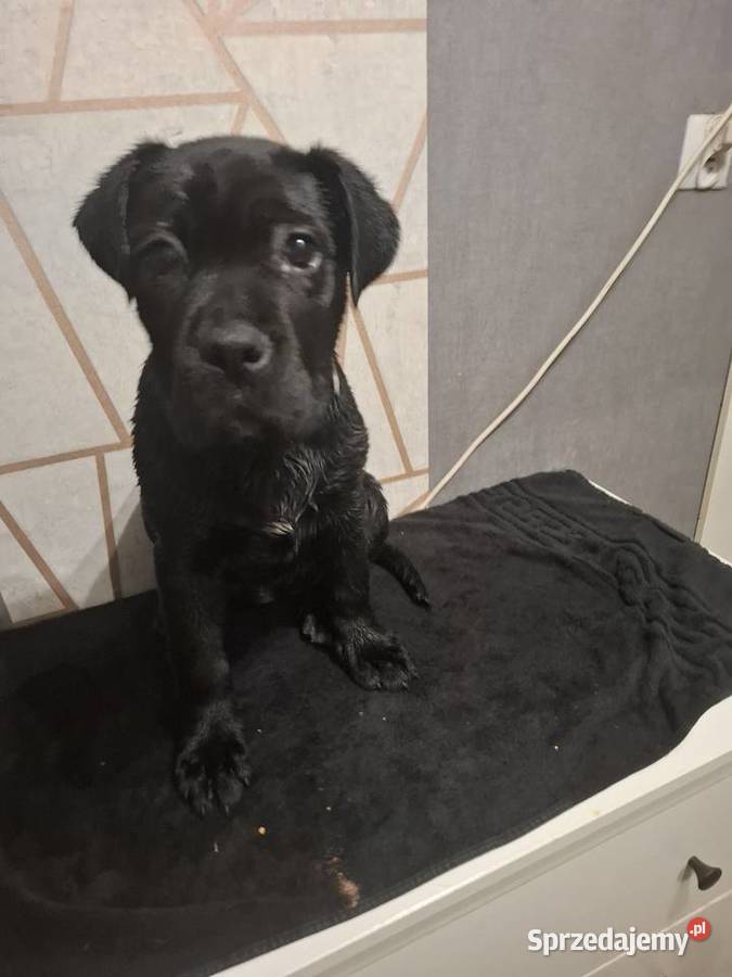 Szczeniaki Cane Corso mazowieckie Radom