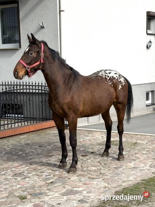 tarant wałach 2 lata