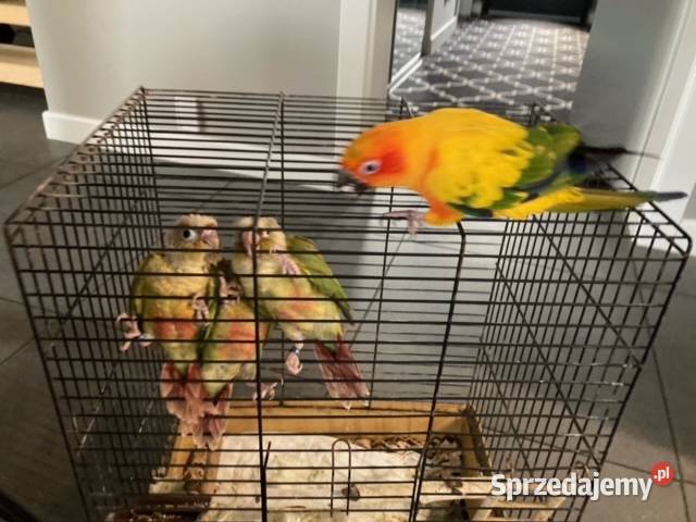 Rudosterki pinaple zielone czerwone pary lęgowe Zwierzęta małopolskie Szaflary