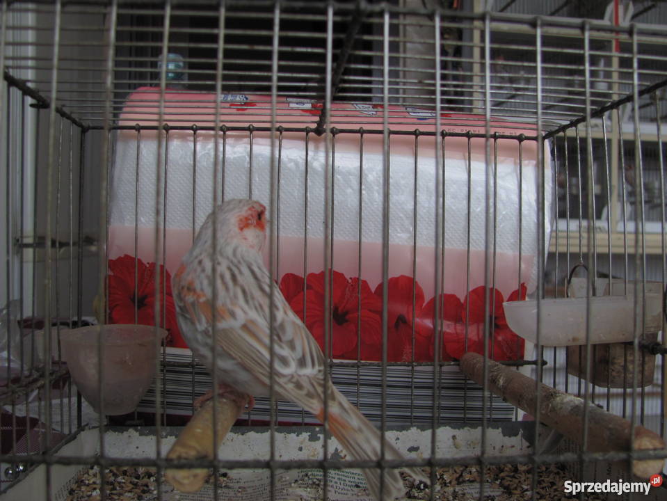 kanarki agatowe czerwona mozaika śląskie Dąbrowa Górnicza