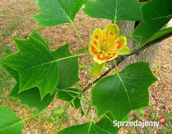 Tulipanowiec sadzonki sadzonki drzewko ozdobne Stalowa Wola