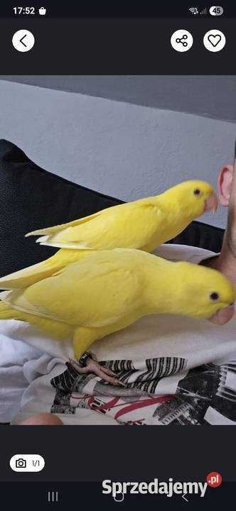 Likwidacja różne gatunki tanio