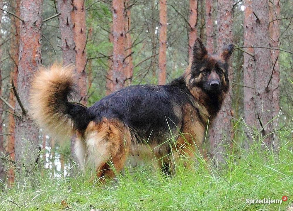 Owczarek Niemiecki Długowłosy szczenieta imbredo