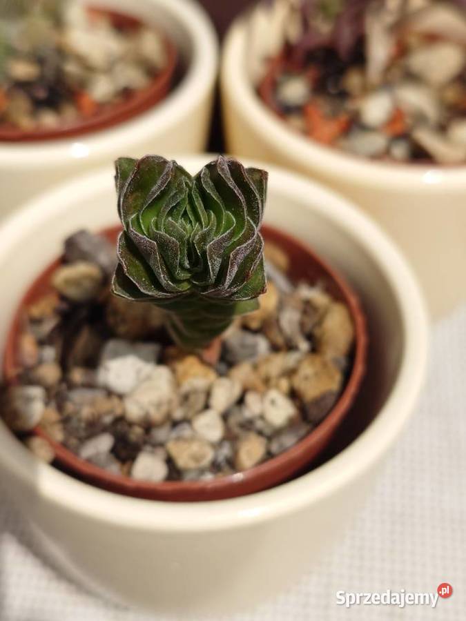 Sukulenty 3 w osłonkach Crassula kimnachi mazowieckie sprzedam