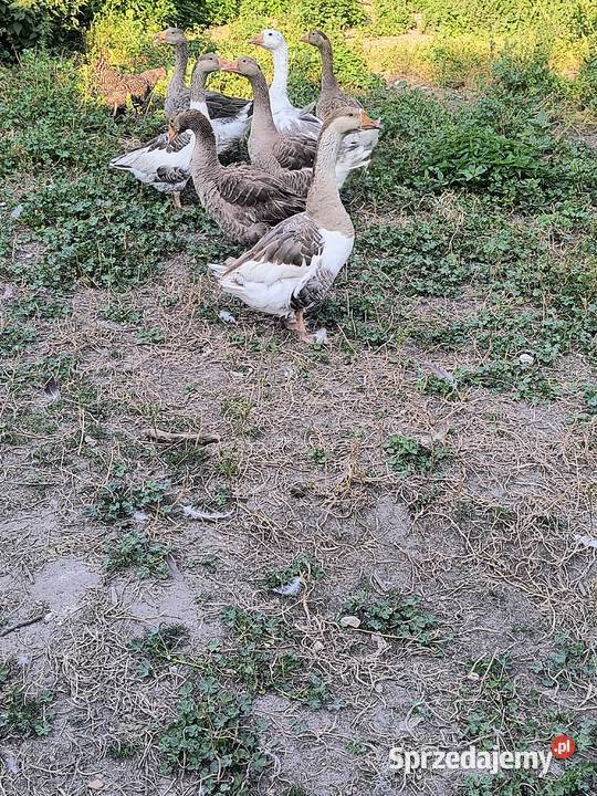 Gęsi sprzedam Maksymów sprzedam