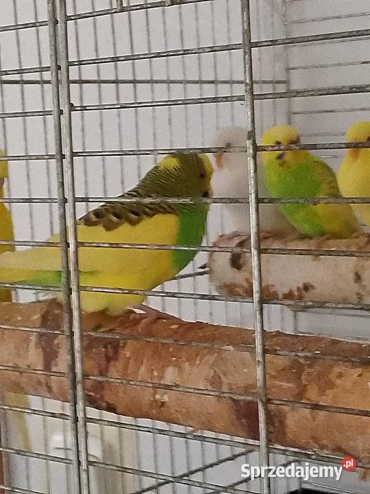 Papugi faliste młode Tomaszów Mazowiecki