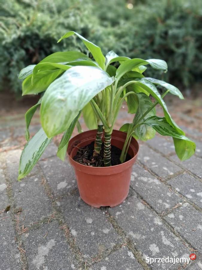 Aglaonema Silver Bay Zielone Szczecin