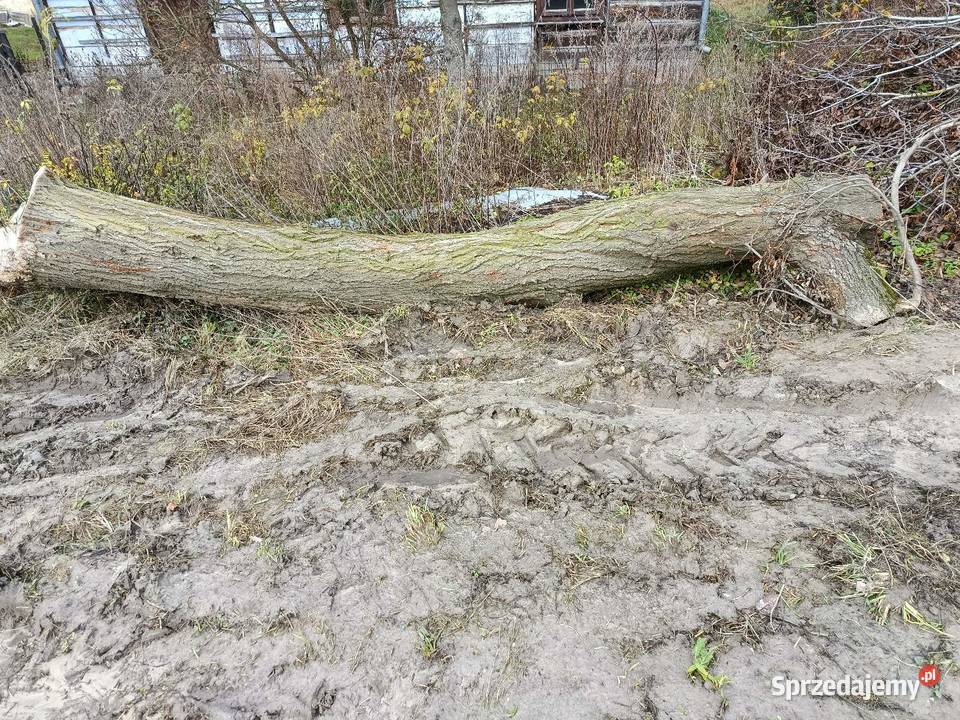 Lipa drewno drzewo lubelskie Żuków Pierwszy