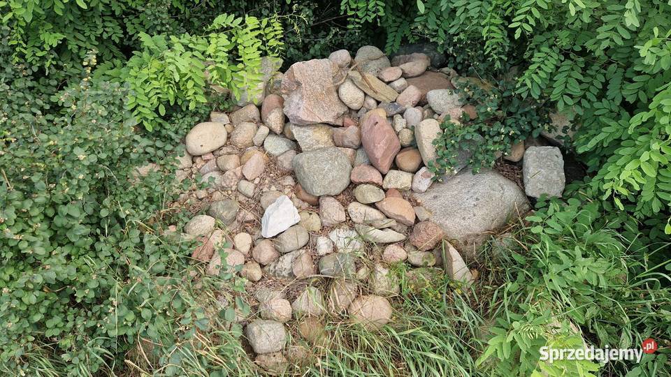 Oddam kamienie polne Białoskóry