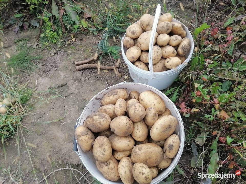 Ziemniaki jadalne żółte Jurek Ignac Regnów sprzedam