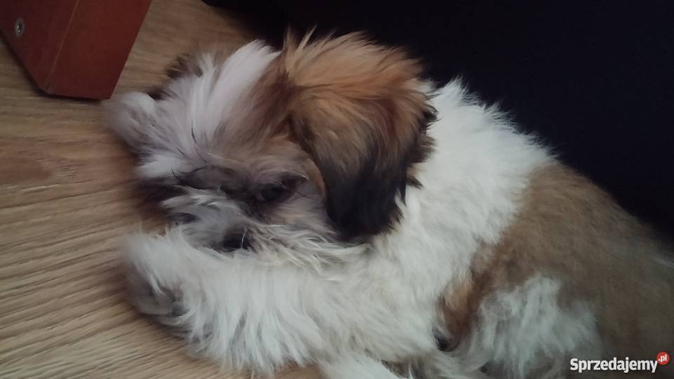 Shih tzu tricolor 45 miesięczny