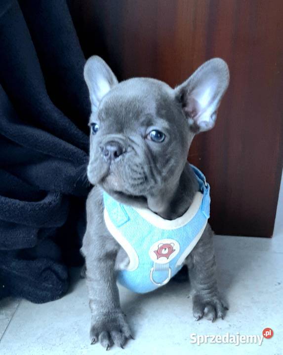 Buldog francuski blue Pabianice
