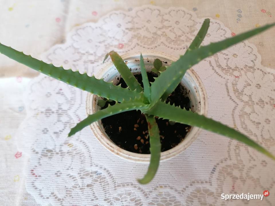 Kwiaty Aloes ościstyAloes zwykły Łódź