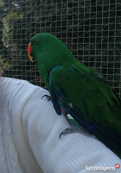 LORA WIELKA Samiec Ptaki Radziejów