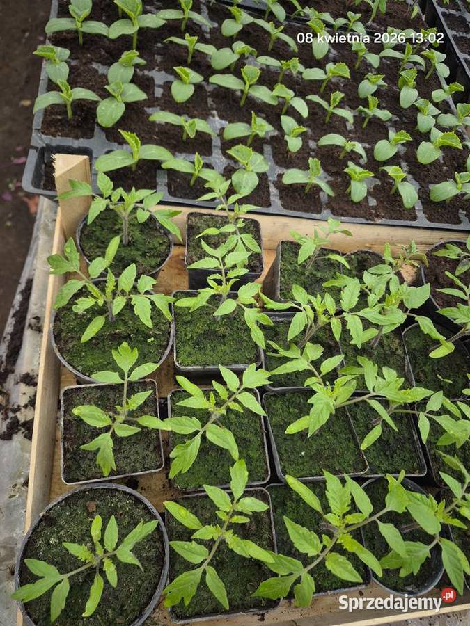 Rozsada Wawrzeńczyce