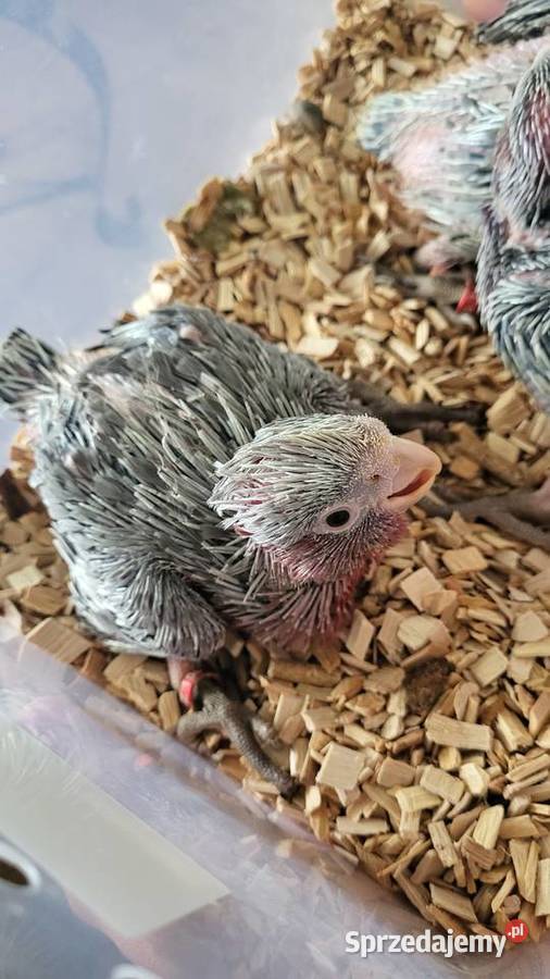 Kakadu różowe rudosterki konury słoneczne Ptaki mazowieckie