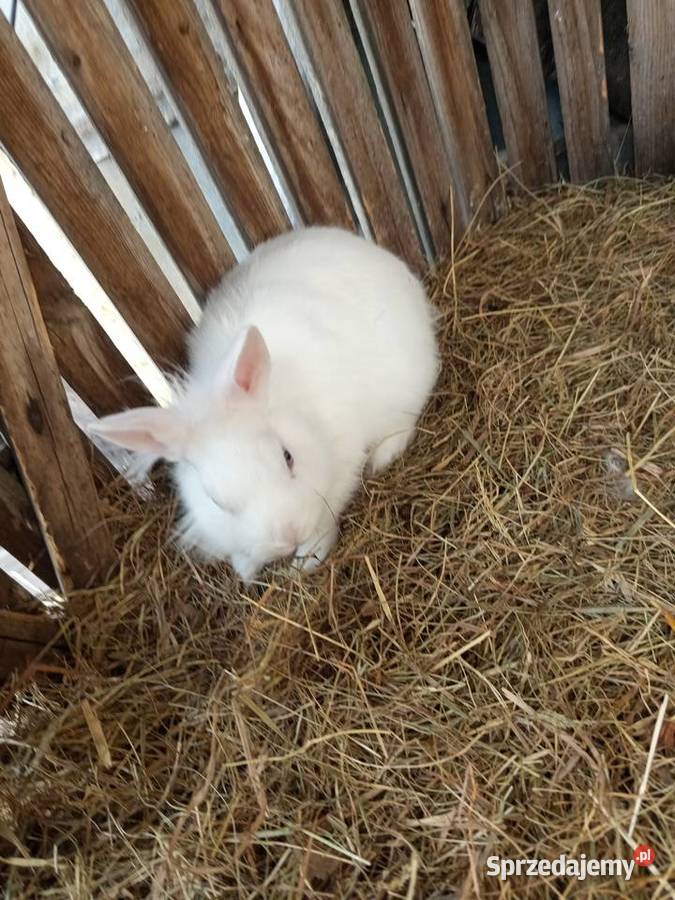 Sprzedam króliki samce miniaturki Koźminek
